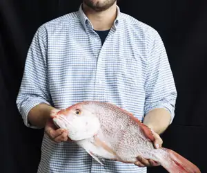Red Snapper